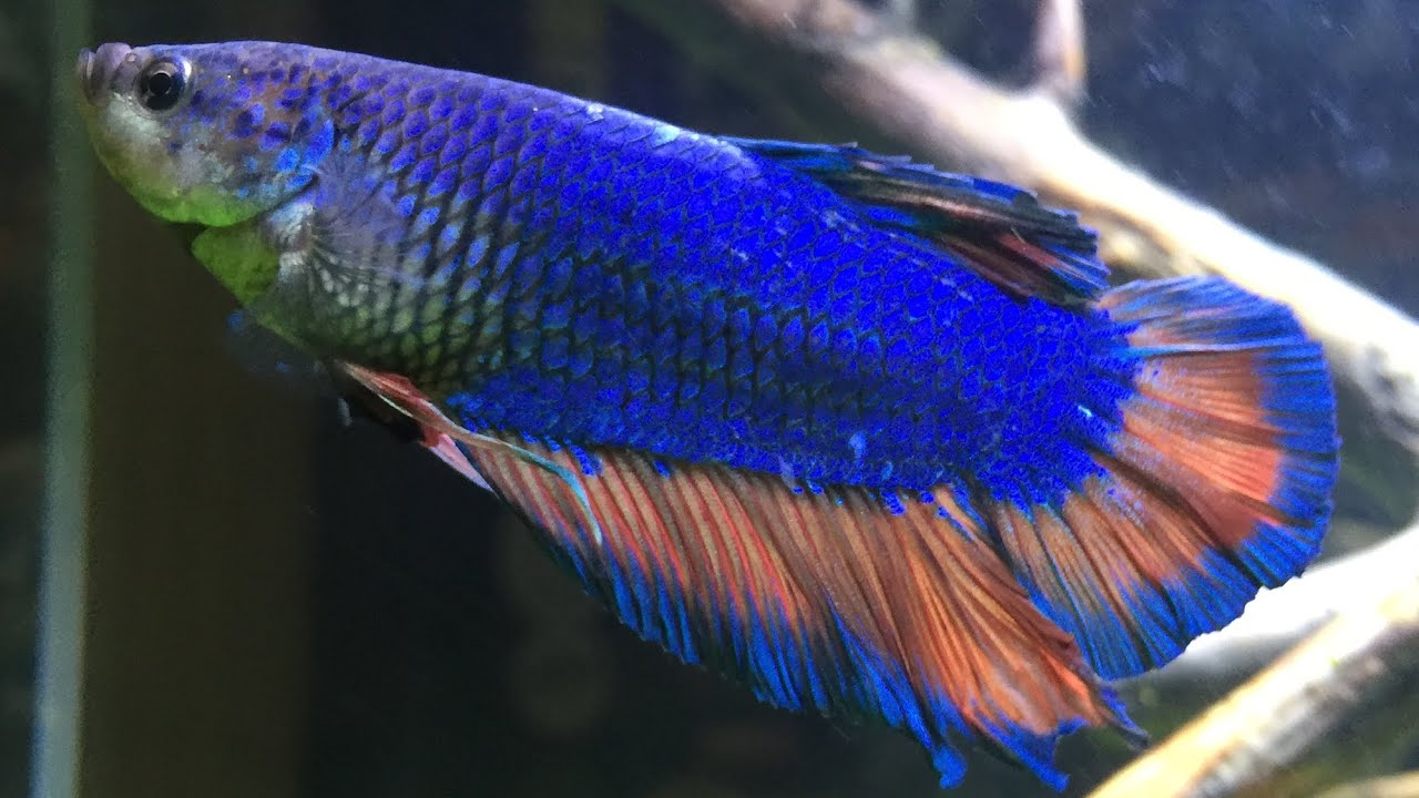 King betta store fish