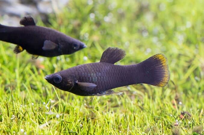 small pet fish types