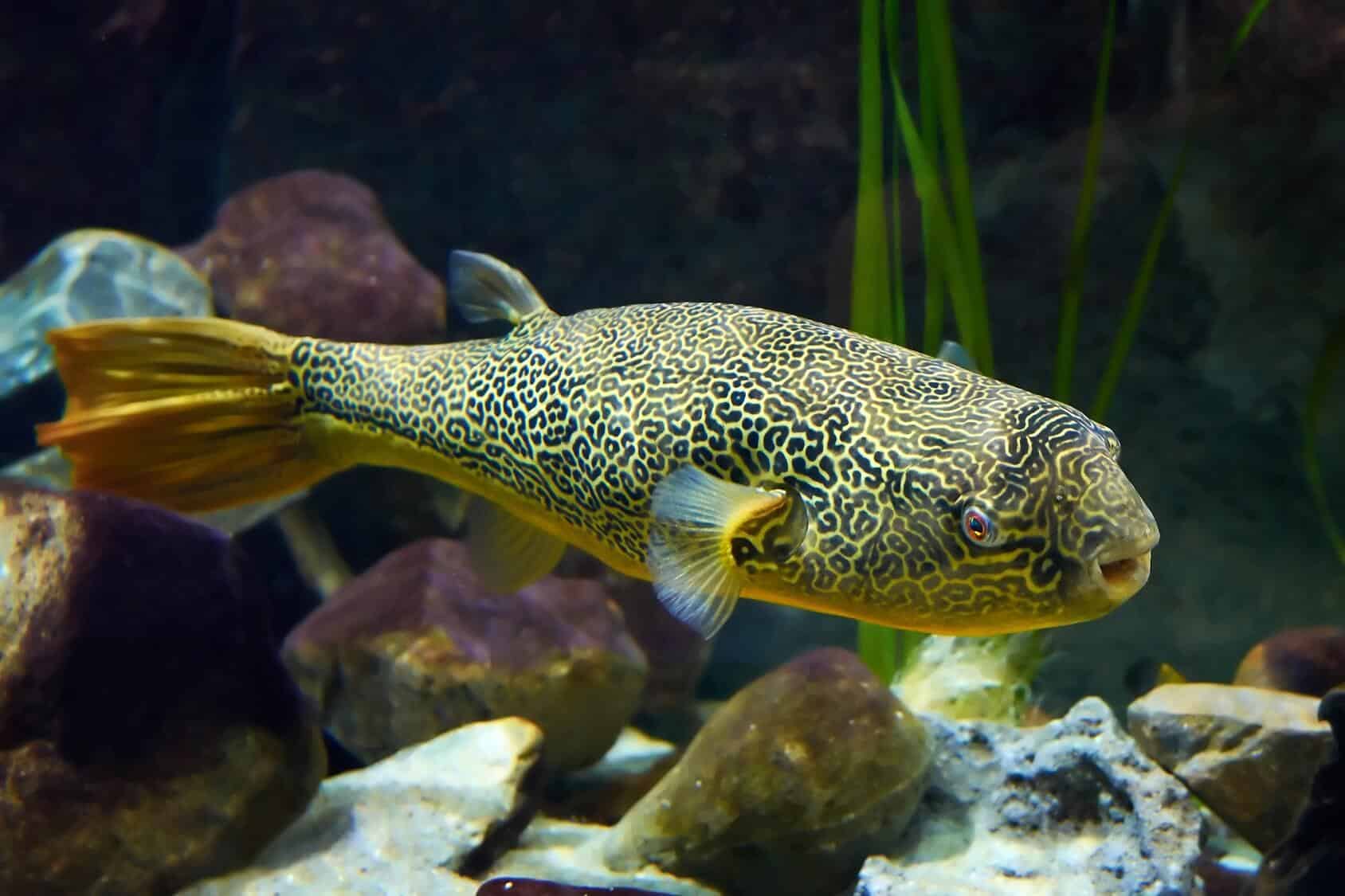 freshwater toadfish for sale